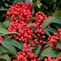 Skimmia japonica 'Reevesiana'
